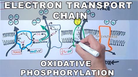 7.5: Oxidative Phosphorylation .